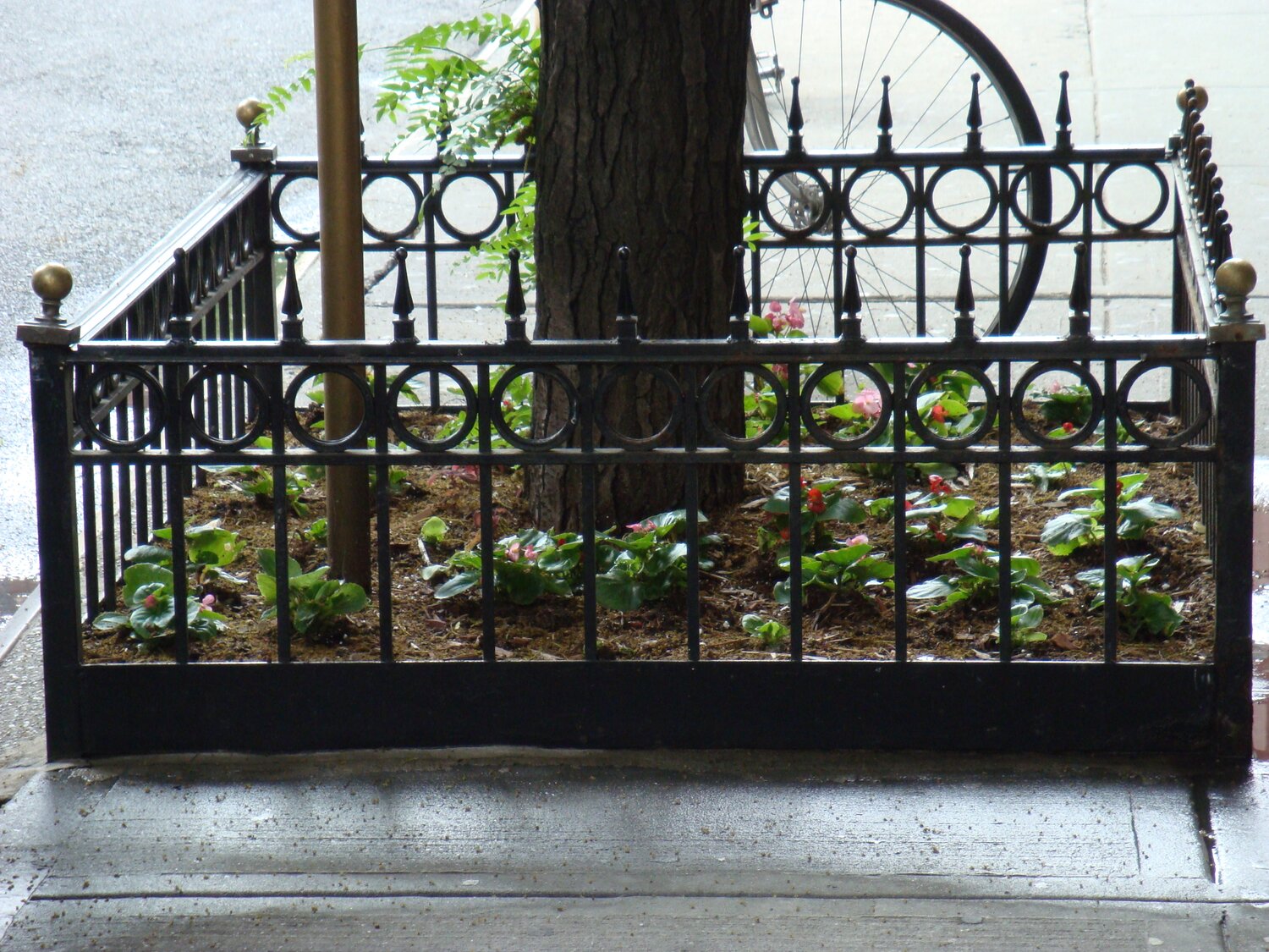 Tree Guard 12